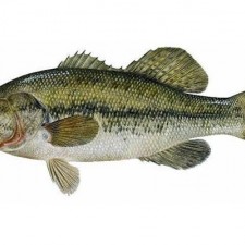 Bas – micropterus salmoides