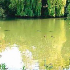 Površinsko pecanje iz blizine