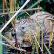 Predatori i graditelji