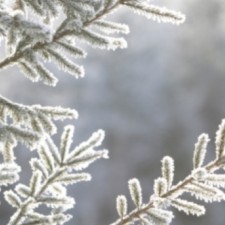 Decembar na vodi - klen, mrena škobalj i plotica