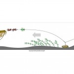 Madcat Sistem Screaming Profi River Rig Worm&Squid (Udice za ribolov) - www.sportskiribolov.co.rs
