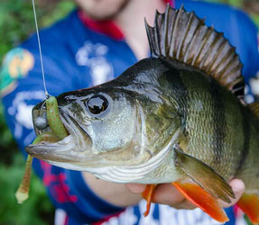 Split Shot Rig bandar