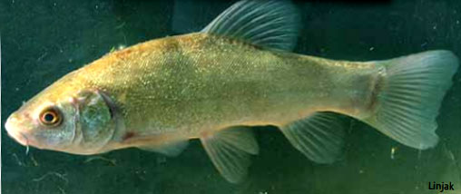 Linjak